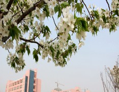 安徽艺术设计学校