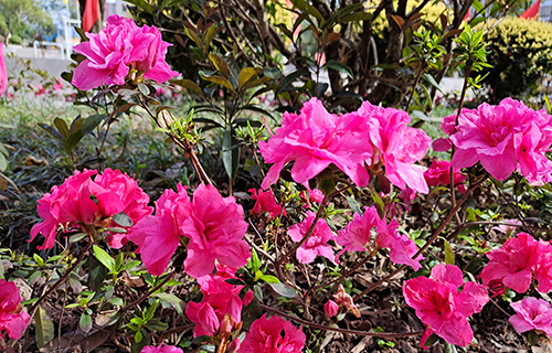  阿勒泰市切木尔切克农业职业中学