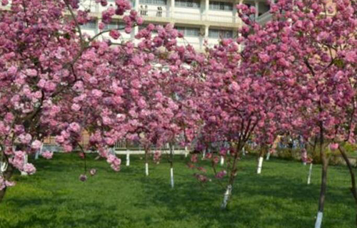  邢台张成盲人按摩中等专业学校