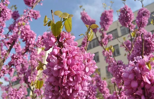  晋中师范高等专科学校五年制大专