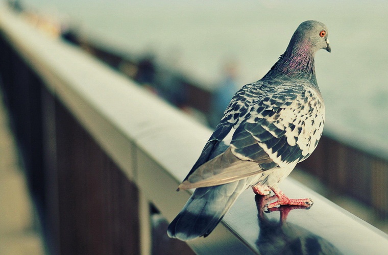 护理（应用型） (大专)