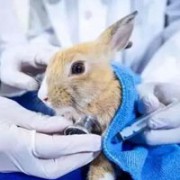 动物医学
