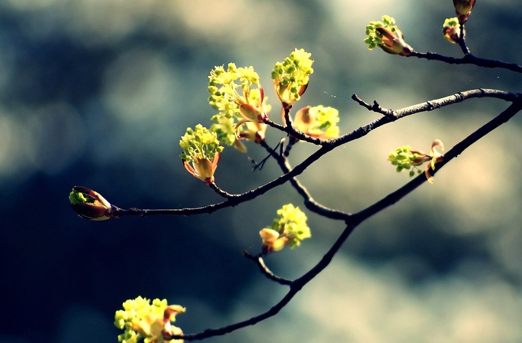 学前教育（应用型） (本科)