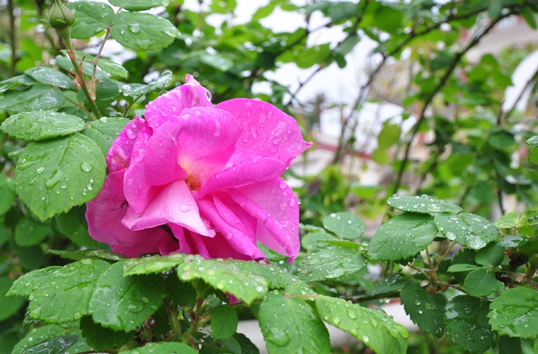 酿酒技术（高升专）