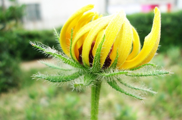 纺织技术及营销