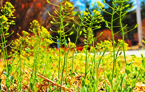  吉林职业技术学院