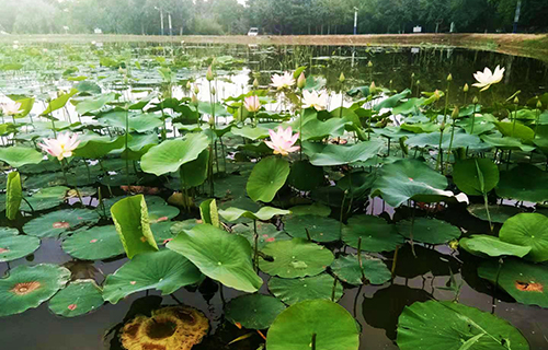  安徽舒茶职业高级中学