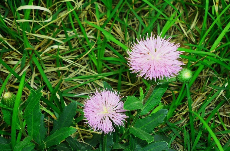 日语（专升本）