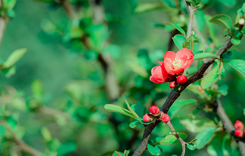  祁门县中等卫生职业技术学校