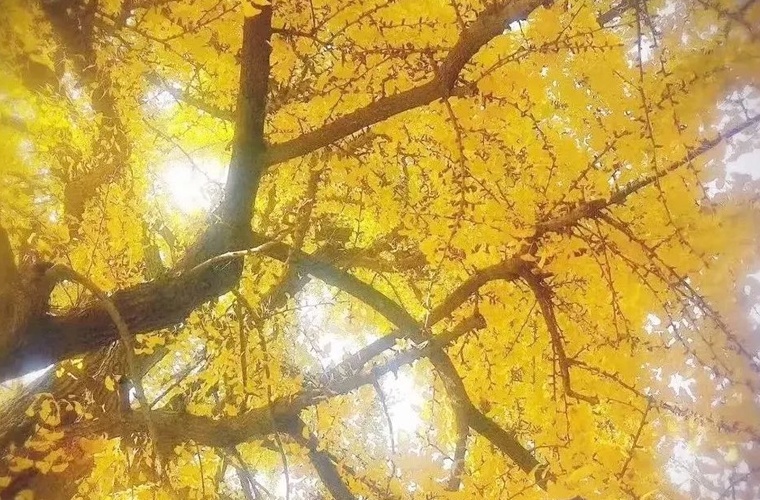 楼宇自动控制设备安装与维护