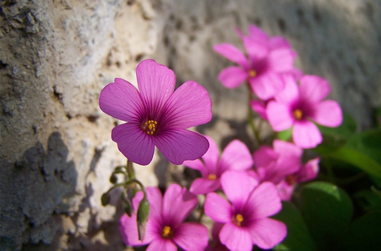 园林技术（高升专）