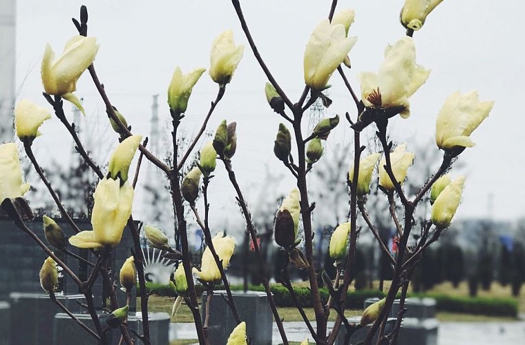 现代商务(应用型) (本科) 现代商务(应用型) (本科)