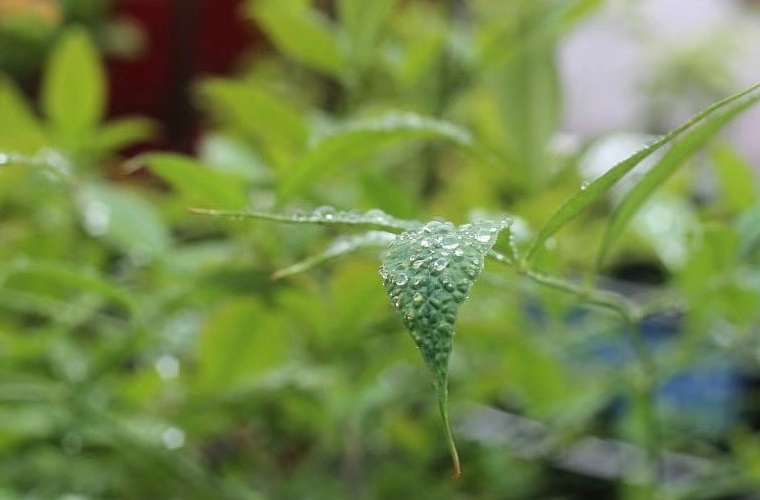 汽车检测与维修技术（应用型） (大专)