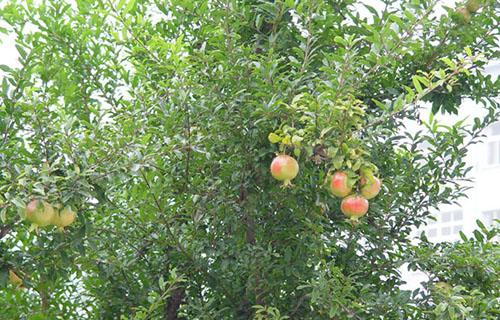  寿光市第二职业中等专业学校