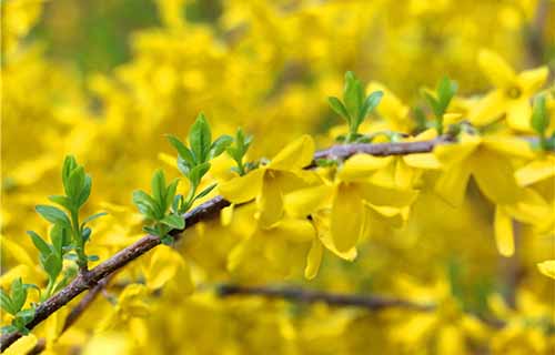  新疆维吾尔自治区冶金建设公司技工学校