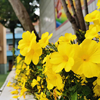  刘明明成人钢琴-成都刘明明成年人钢琴培训工作室招生简介