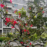  成都雅音钢琴-成都雅音钢琴招生简介