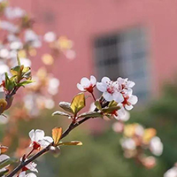  成都山水琴筝-成都山水琴筝艺术培训中心招生简介