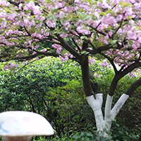  新府韵教育-四川新府韵艺术教育招生简介