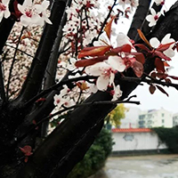  筝乐韵-筝乐韵古筝培训工作室招生简介