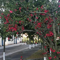  隆隆架子鼓培训-成都隆隆架子鼓培训中心招生简介