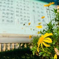  天音琴行艺术培训-天音琴行艺术培训招生简介