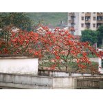  高州市第三中学