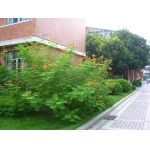  深圳市沙头角中学