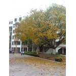  佛山市桂华中学